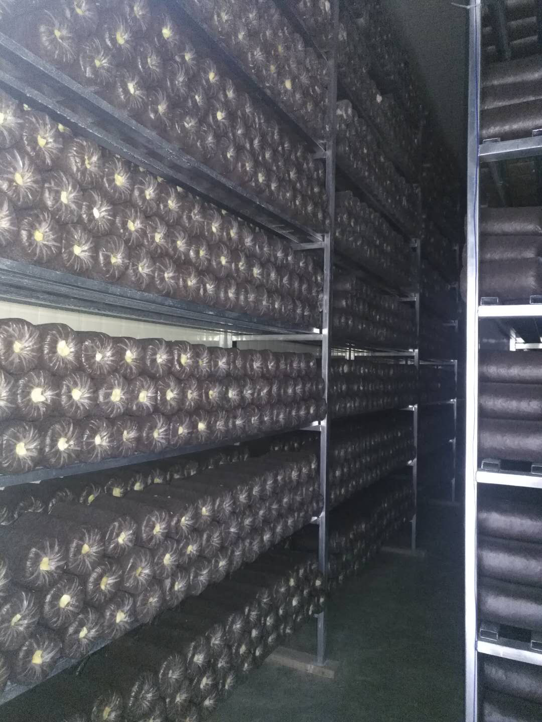 規範整齊的(de)菌種培養.png