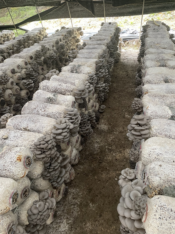 養殖基地(dì)